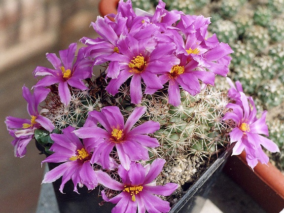 Bartschella-schumannii-f-01