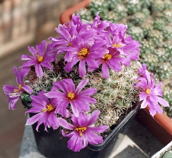 Bartschella-schumannii-f-01