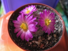 MAMMILLARIA hernandezii