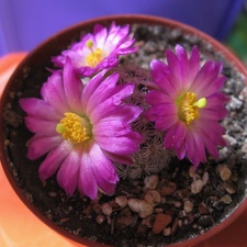MAMMILLARIA hernandezii