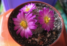 MAMMILLARIA hernandezii