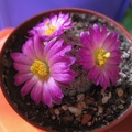 MAMMILLARIA hernandezii 001