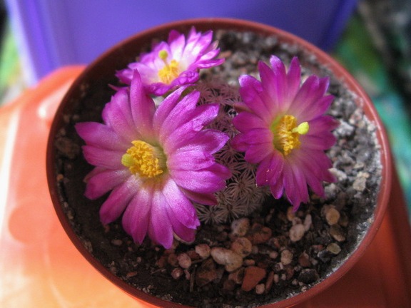 MAMMILLARIA hernandezii 001