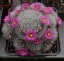 MAMMILLARIA laui v dasyacantha