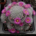 MAMMILLARIA laui v dasyacantha