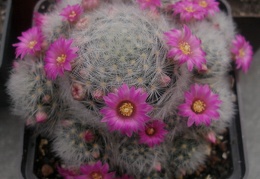 MAMMILLARIA laui v dasyacantha