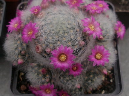 MAMMILLARIA laui v dasyacantha