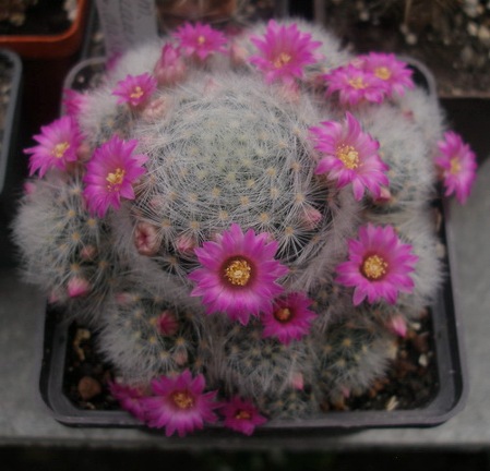 MAMMILLARIA laui v dasyacantha
