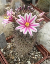 M blossfeldiana