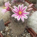 M blossfeldiana