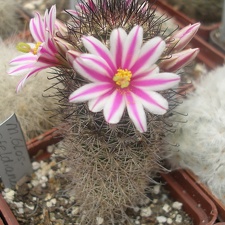 M blossfeldiana