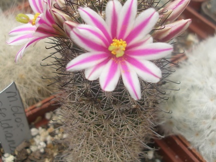 M blossfeldiana