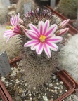 M blossfeldiana