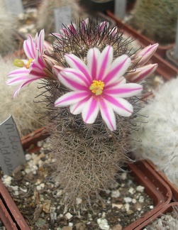 M blossfeldiana
