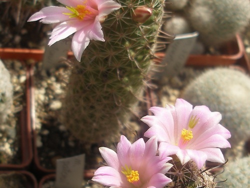 M patonii