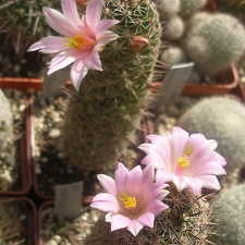 M patonii