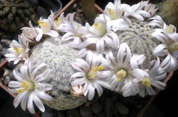 M sanshez-mejoradae Gurus FG