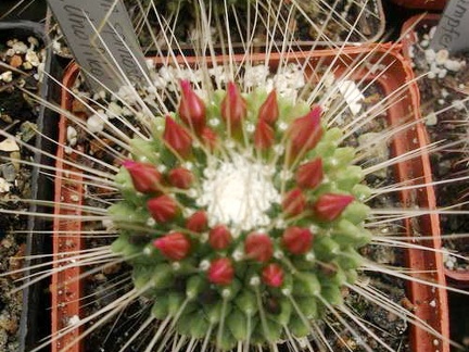M spinosissima Uno Piko