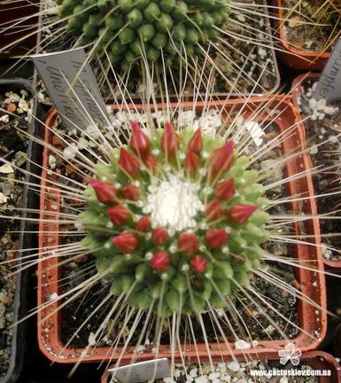 M spinosissima Uno Piko