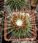 M spinosissima Uno Piko