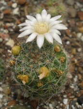 M zelmanniana albiflora