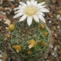 M zelmanniana albiflora