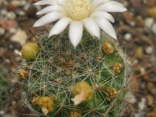 M zelmanniana albiflora