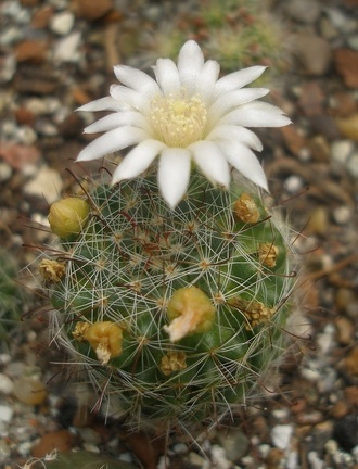 M zelmanniana albiflora