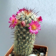 Mammilaria microhelia