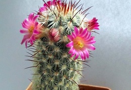 Mammilaria microhelia