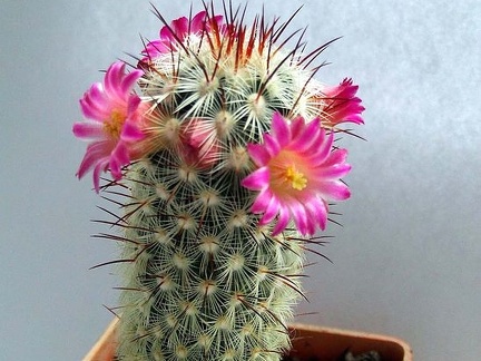 Mammilaria microhelia