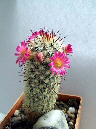 Mammilaria microhelia