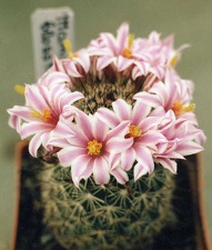Mammillaria blossfeldiana
