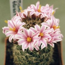 Mammillaria blossfeldiana