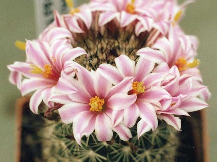 Mammillaria blossfeldiana