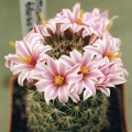 Mammillaria-blossfeldiana.jpg