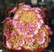Mammillaria carmenae v. roseiflora