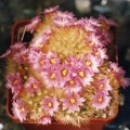 Mammillaria carmenae v. roseiflora
