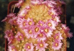 Mammillaria carmenae v. roseiflora