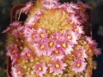 Mammillaria carmenae v. roseiflora