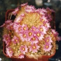Mammillaria carmenae v. roseiflora