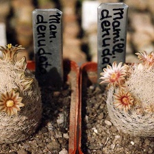 Mammillaria denudata