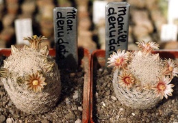 Mammillaria denudata