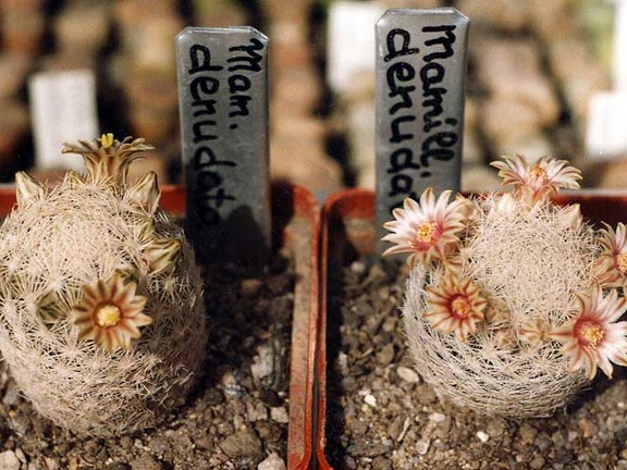 Mammillaria denudata