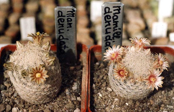 Mammillaria denudata