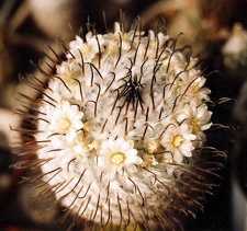 Mammillaria-peresdelarosa-01