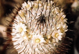 Mammillaria-peresdelarosa-01