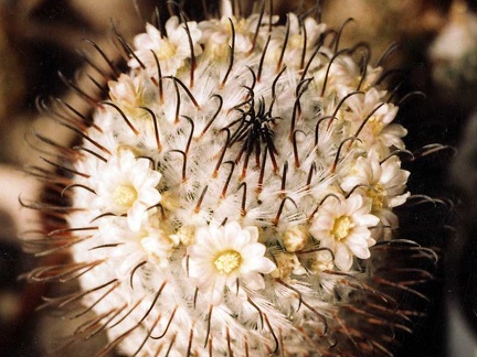 Mammillaria-peresdelarosa-01