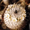 Mammillaria-peresdelarosa-01