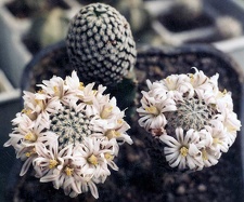 Mammillaria sanchez-mejoradae